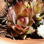 Sempervivum minutum Hoja