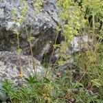 Alchemilla saxatilis Habit