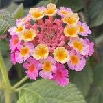 Lantana camara फूल