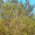 Pinus halepensis Blad