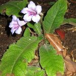 Streptocarpus primulifolius Hábito