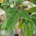 Adansonia za Leaf