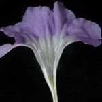 Ruellia beddomei