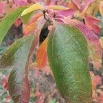 Sassafras albidum Leaf