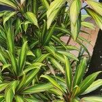 Cordyline fruticosa Yaprak