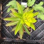 Euphorbia wallichii Flower