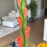 Gladiolus dalenii Õis