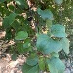 Rhamnus cathartica Frucht