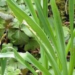 Narcissus triandrus Leaf