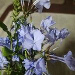 Plumbago europaea Flor