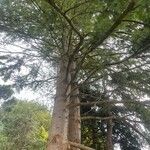 Pseudotsuga menziesii Alkat (teljes növény)