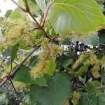 Vitis californica Blatt