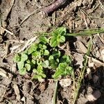 Veronica arvensis Blatt