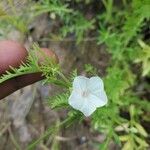 Xenostegia pinnata Квітка