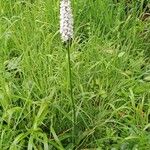 Dactylorhiza maculata 整株植物