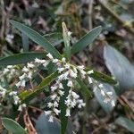 Leucopogon affinis花