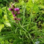 Liatris asperaFlower