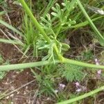 Seseli peucedanoides Hoja