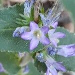 Campanula glomerataFlower