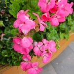 Pelargonium zonale ᱵᱟᱦᱟ