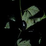 Passiflora vespertilio Fruto