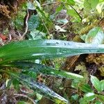 Jumellea triquetra Leaf