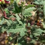Anisodontea capensis Feuille