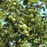 Malus domestica Fruit