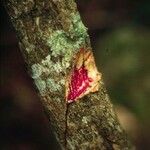 Austrocallerya australis 樹皮