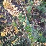 Lepidium perfoliatum 葉