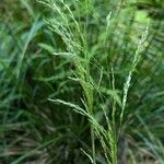 Deschampsia cespitosa Цвят