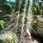 Echinocereus engelmannii Ліст