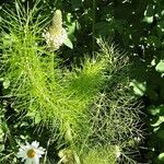 Eupatorium capillifolium List