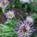 Allium rotundum Kvet