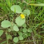 Melhania velutina Habit