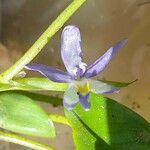 Heteranthera limosa फूल