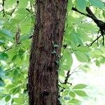 Cydonia oblonga 樹皮