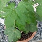 Gossypium herbaceum Likasa