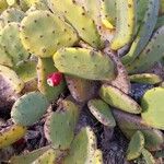 Opuntia stricta 葉