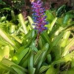 Aechmea gamosepalaFlors