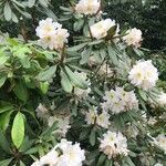 Rhododendron decorum Folha