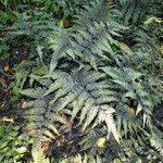 Athyrium niponicum Hábito