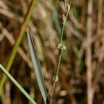 Bupleurum tenuissimum অন্যান্য