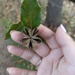 Quillaja saponaria Fruit