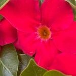 Mandevilla sanderi 花