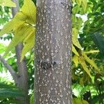 Ailanthus altissima Bark