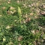 Reseda lutea موطن