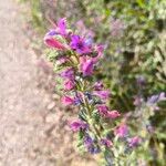 Echium sabulicolaKwiat