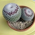 Mammillaria haageana Folha