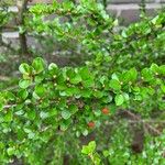 Cotoneaster nanshan Leaf
